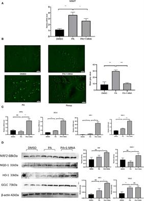 1-MNA Ameliorates High Fat Diet-Induced Heart Injury by Upregulating Nrf2 Expression and Inhibiting NF-κB in vivo and in vitro
